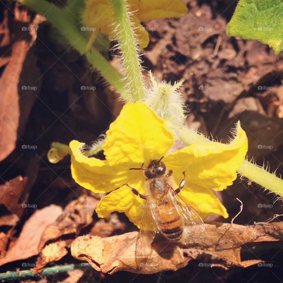 Honeybee on a cucumber bloom