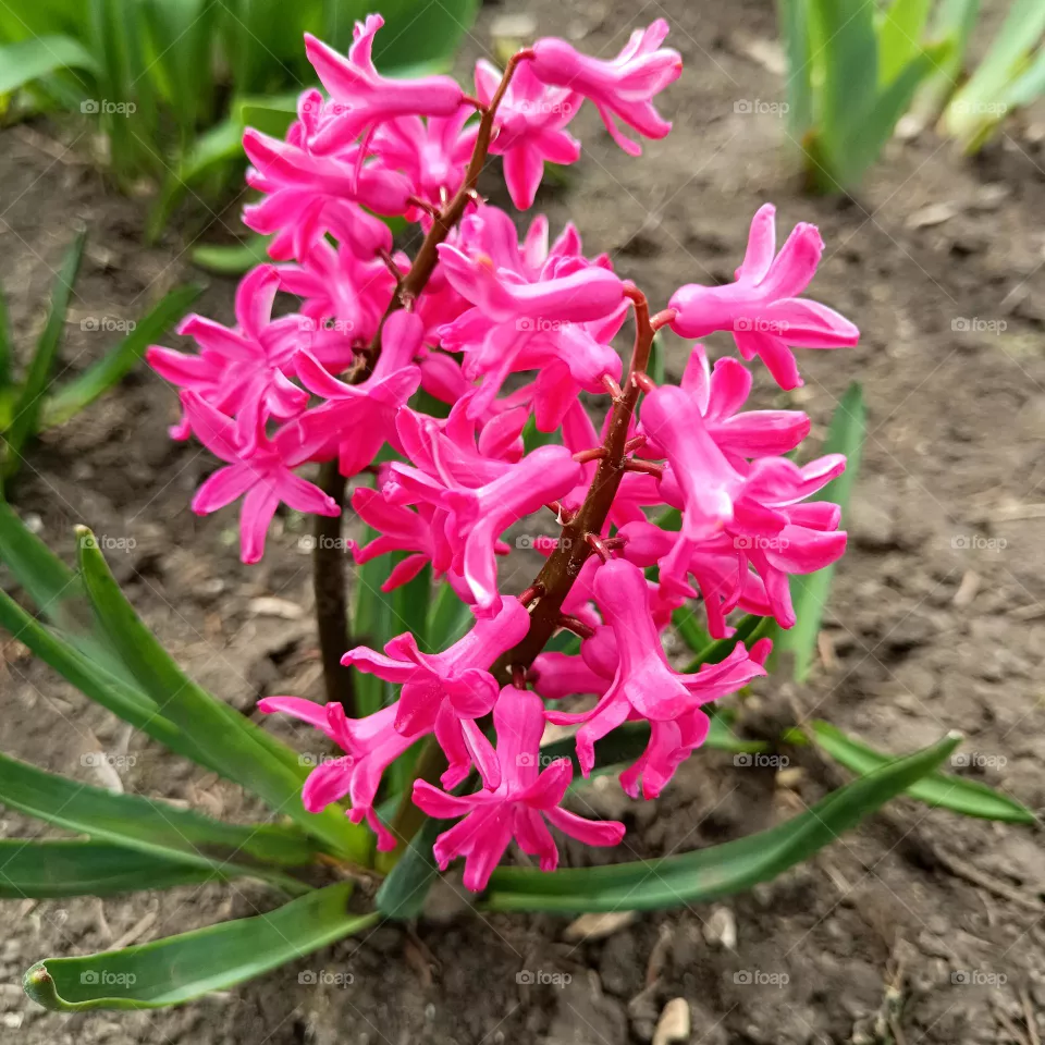 Bright pink hyacinth
