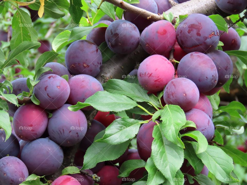 Ripe plums