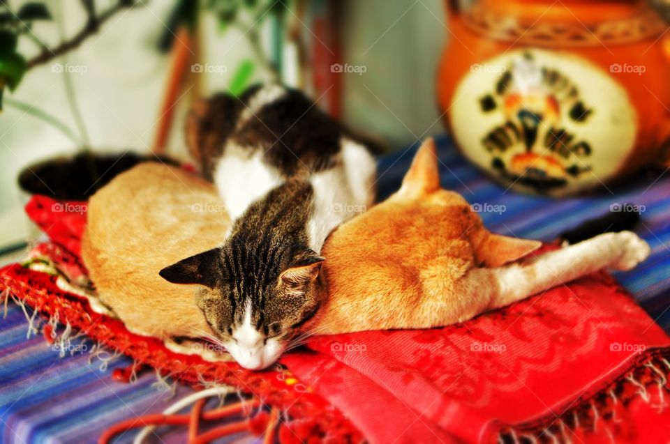 Sleeping cats