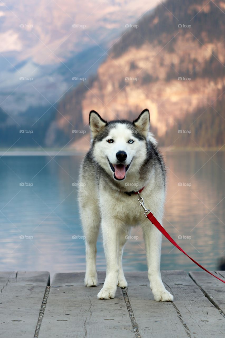 Blue-eyed Siberian Husky dog on red leash closeup beside glacial Lake Louise in the Canadian Rocky Mountains near Banff Alberta and in Banff National Park