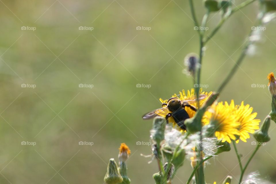 Bumble Bee