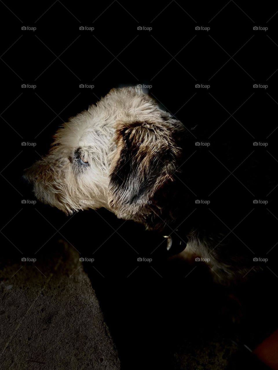 the dog is waiting for the owner