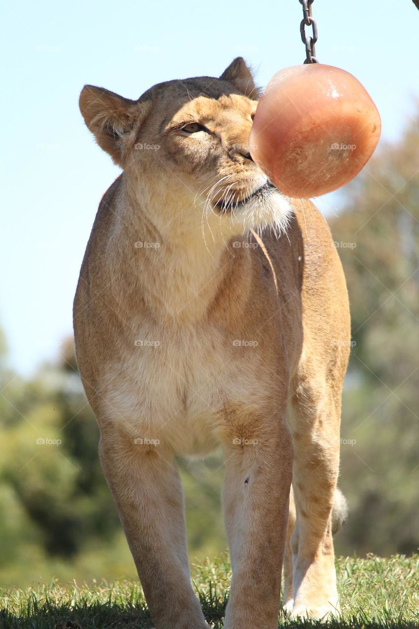 lioness at the zoo