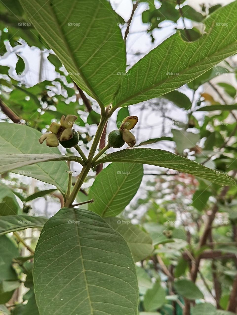 Guava tree