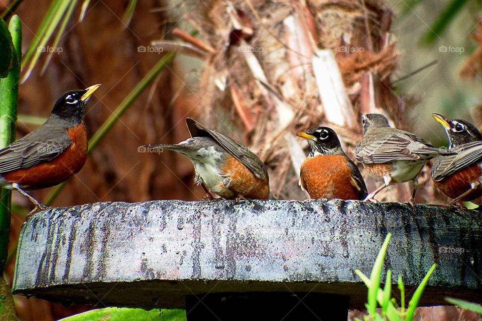 Migratory Robins. Migratory Robins