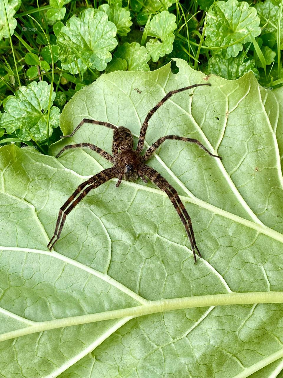 Large wolf spider in leaf