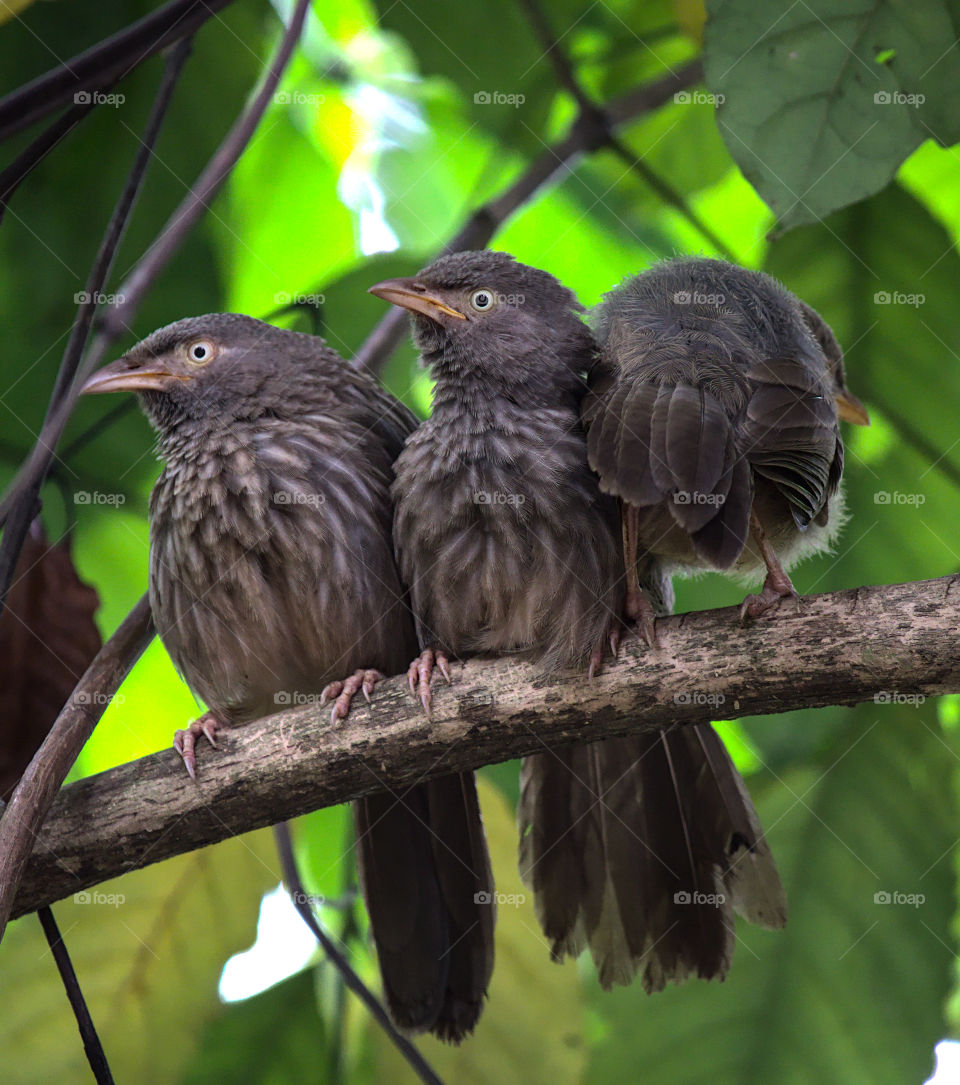 Three jungle Babblers sitting on a tree branch and starring towards the camera