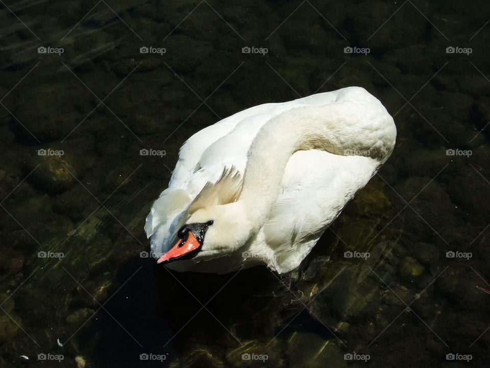Swan on the water of river Adda - Imbersago, Lecco, Lombardy, Italy.