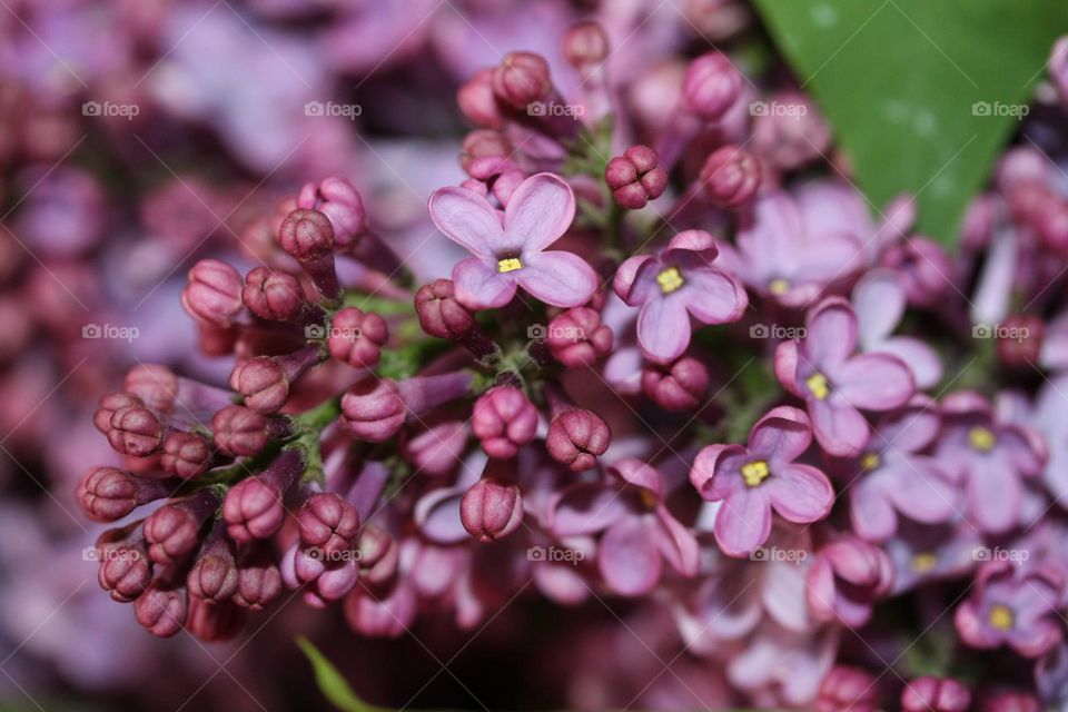 lilac flower