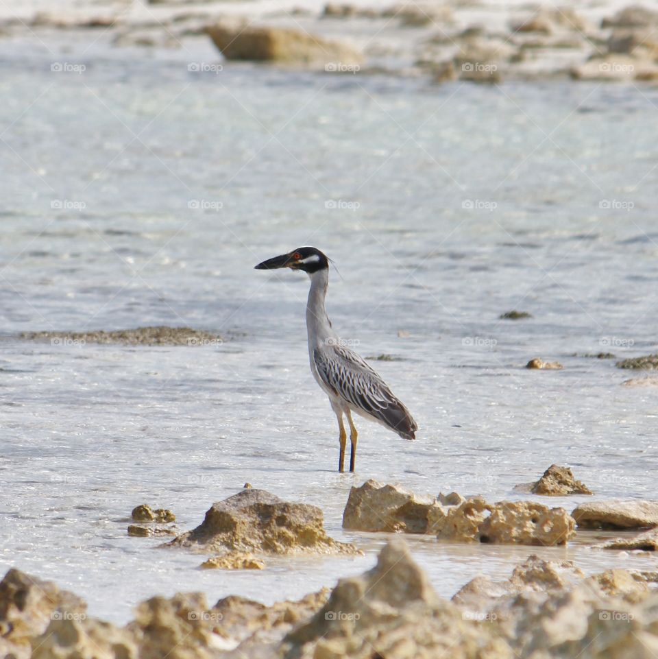 Blue heron in the low tide