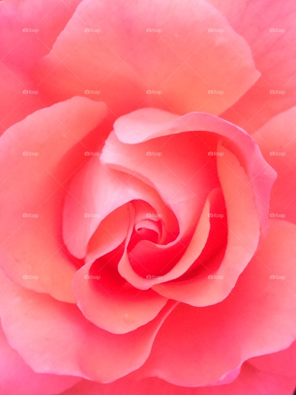 Rose up close
