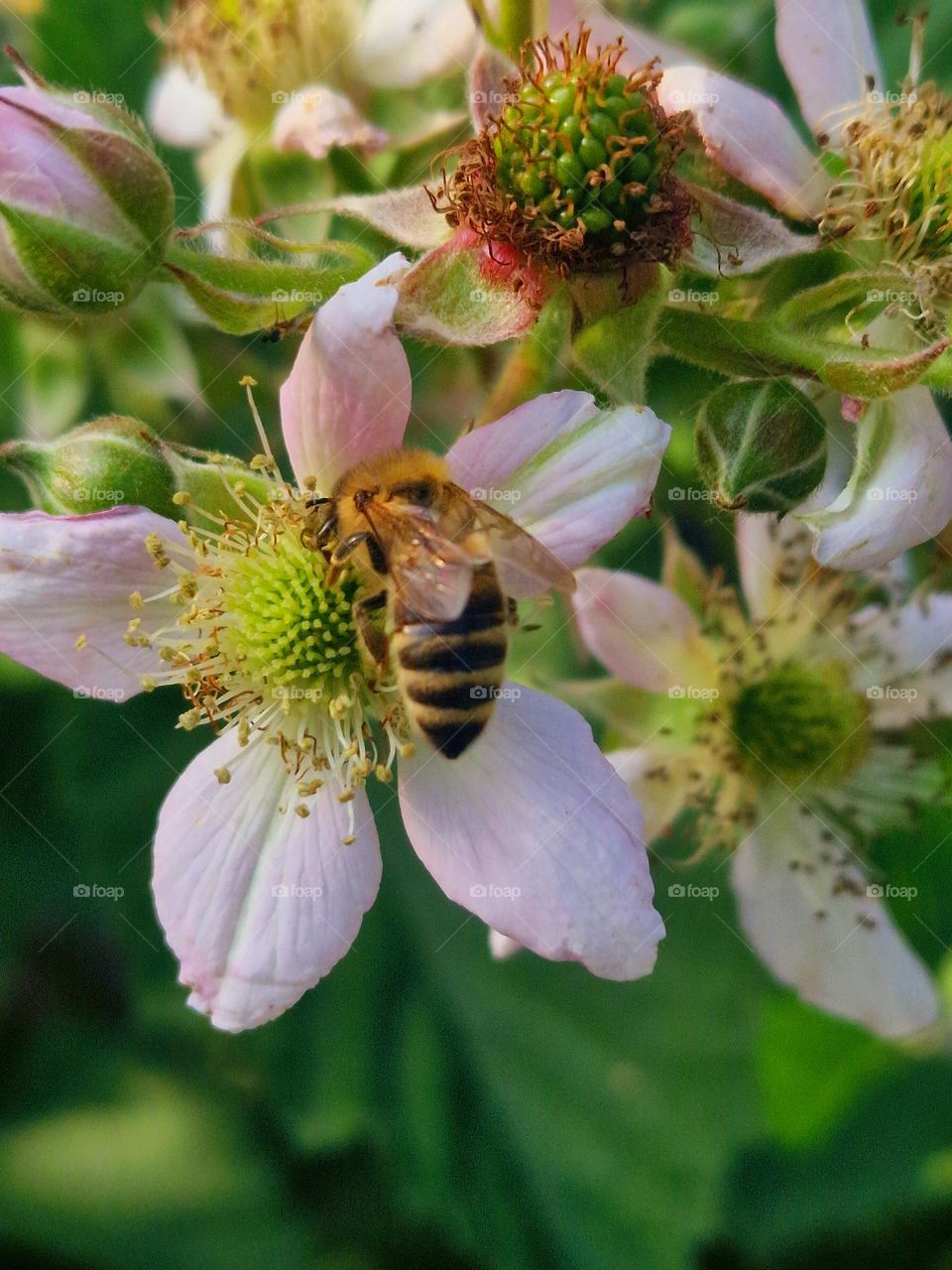 bee on flower