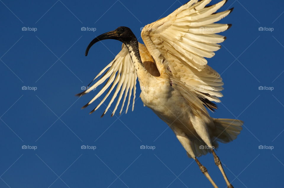 White ibis taking flight at sunset