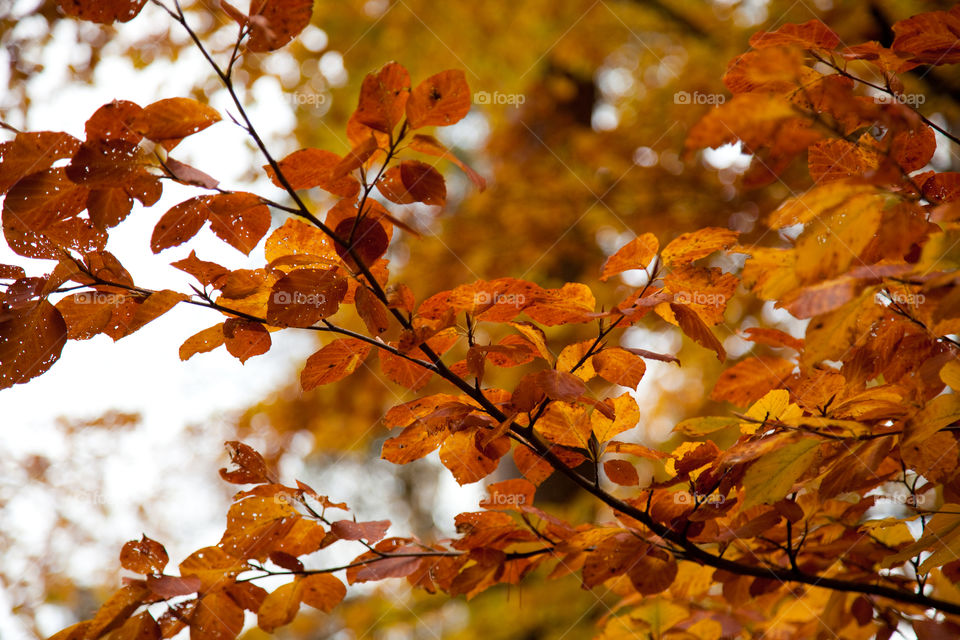 Close-up of autumn tree