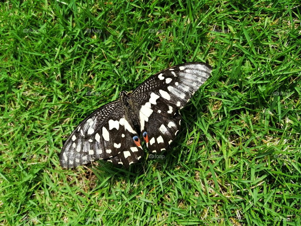 The butterfly on the grass