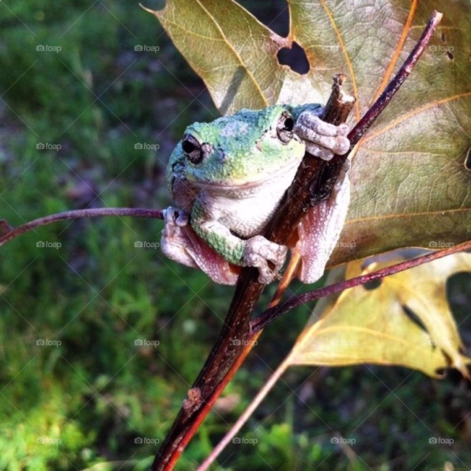 Tree Frog 