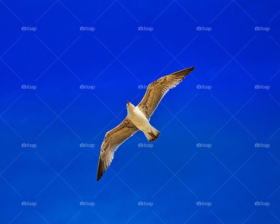 Larus is a large genus of gulls with worldwide distribution. The genus name is from Ancient Greek laros or Latin larus, which appears to have referred to a gull or other large seabird. Many of its species are abundant and well-known birds in their ra