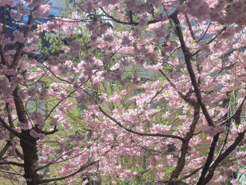 CHERRY TREE IN FULL BLOOM