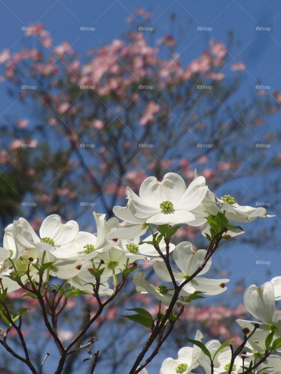 Dogwoods