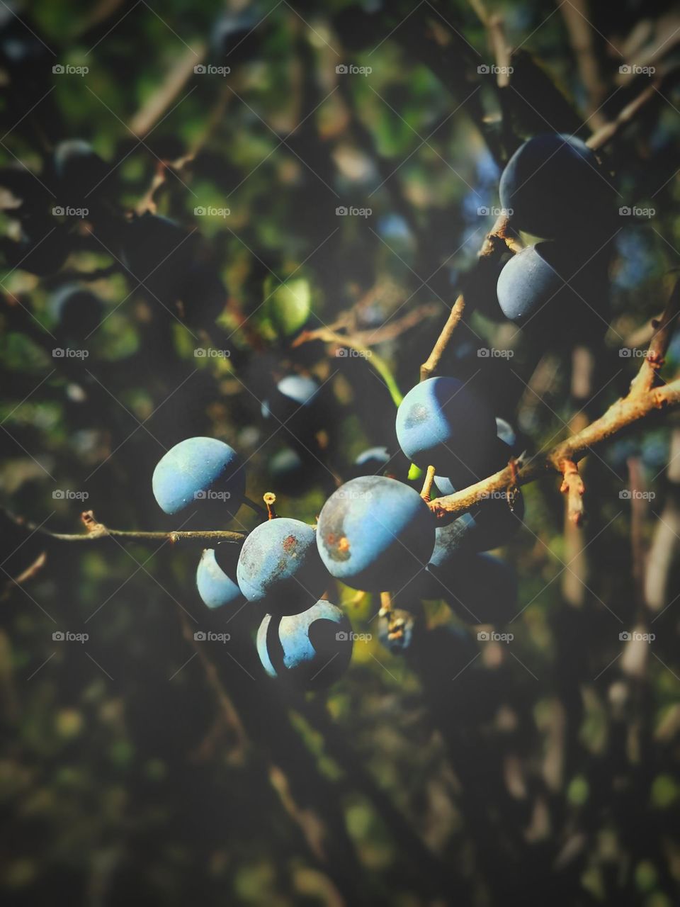 Singing Thorn Bush