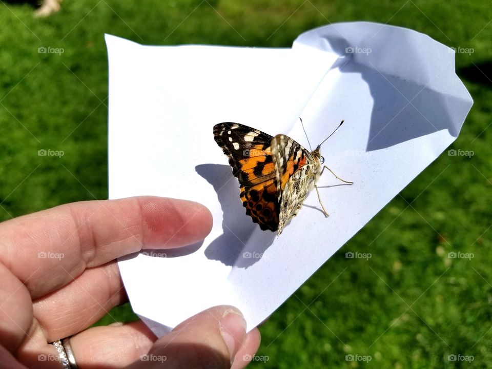 Butterfly Release