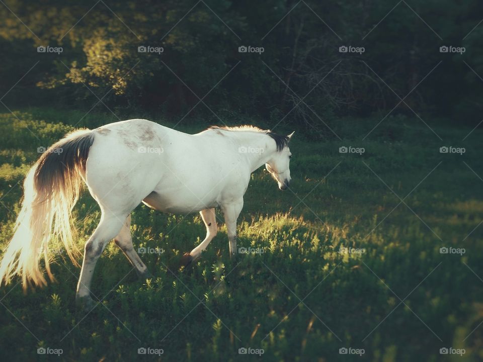 A gray horse walking down a grassy hill in summer with the sunlight glowing thru her tail