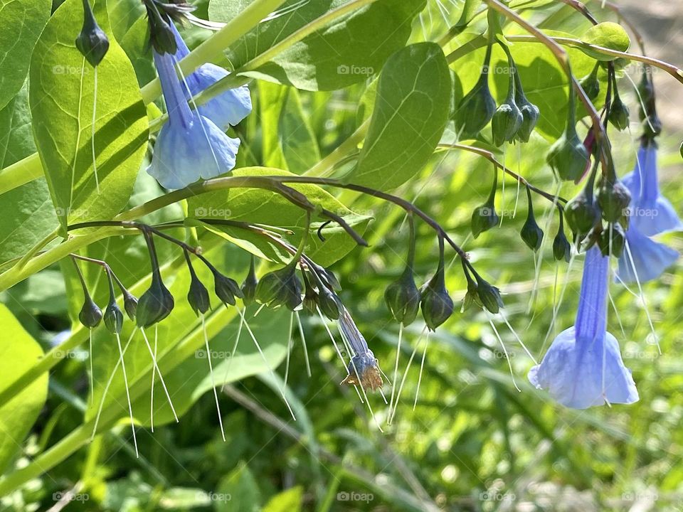 Virginia bluebells after flowering