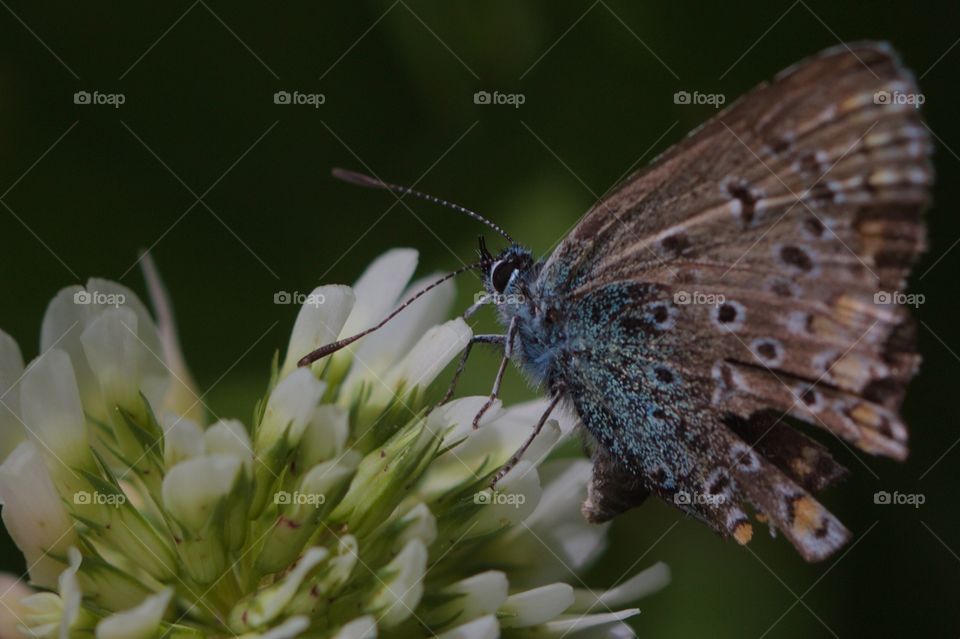 Butterfly feeding on flower