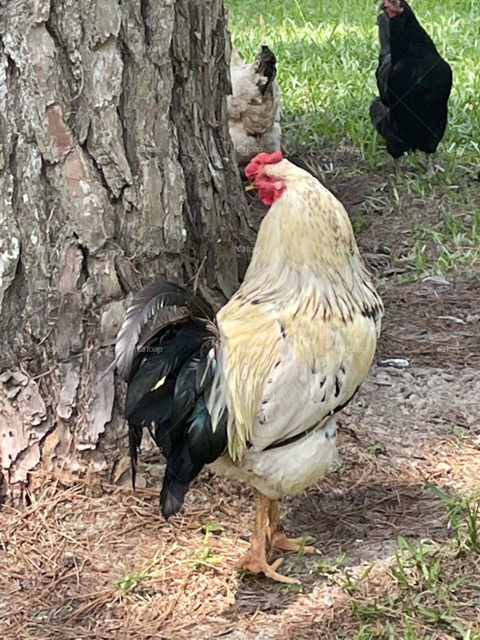 Sneak around and watch the hens 