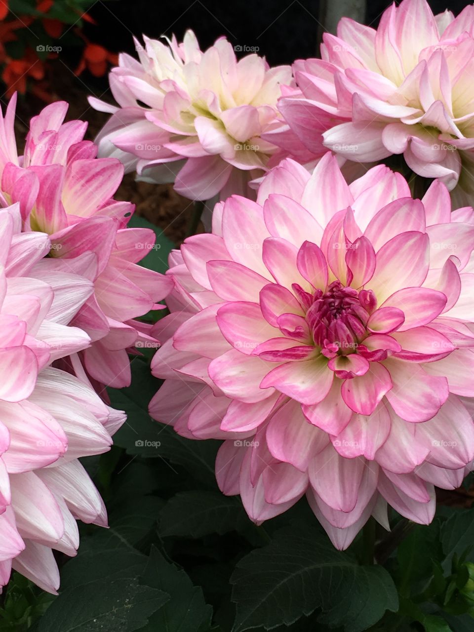 White & pink flowers 