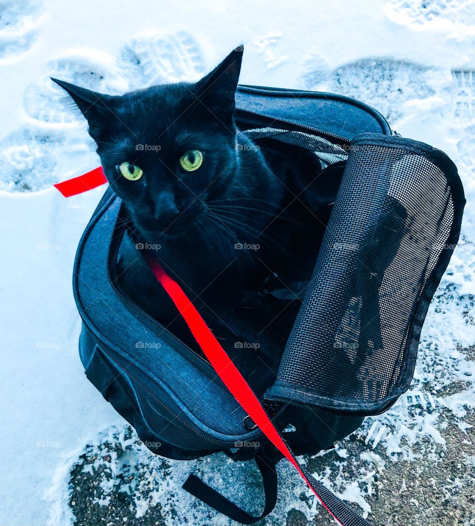 Out for a walk with my little panther