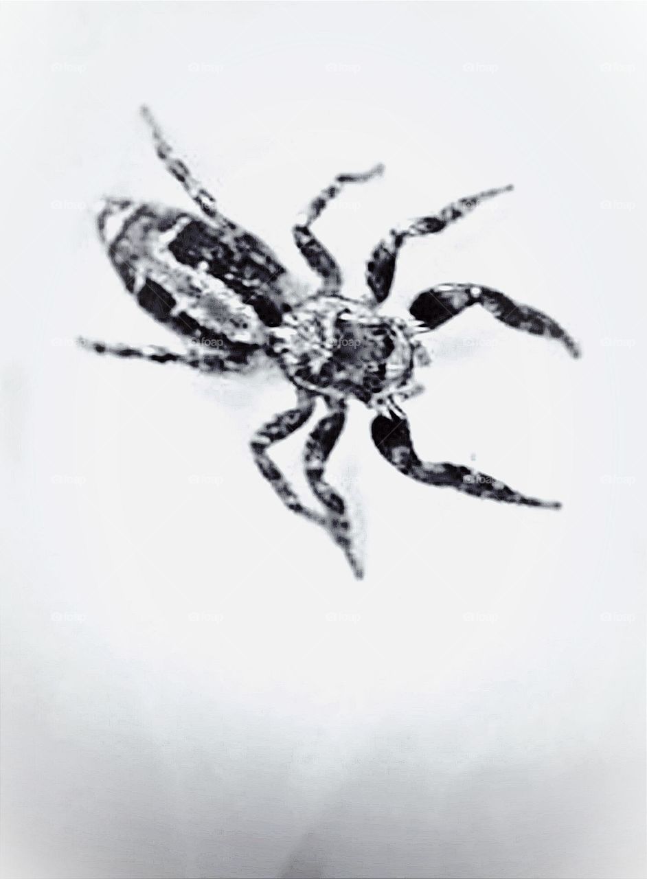 Aranha