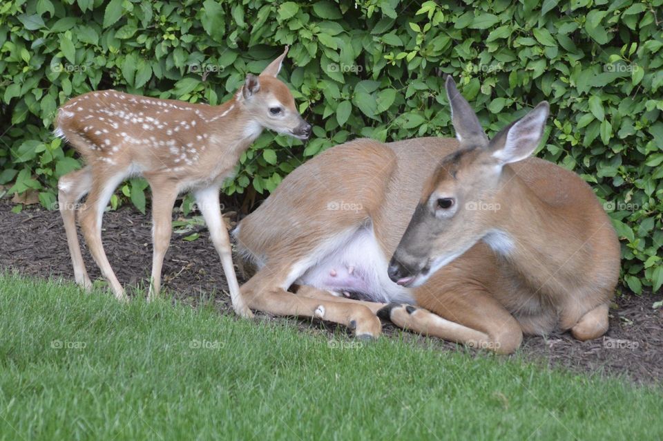 Doe and Fawn