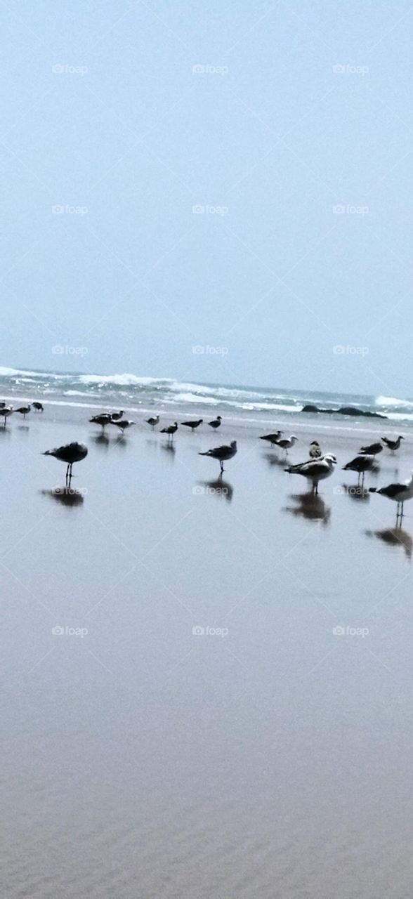 Beautiful flock of seagulls near the sea.