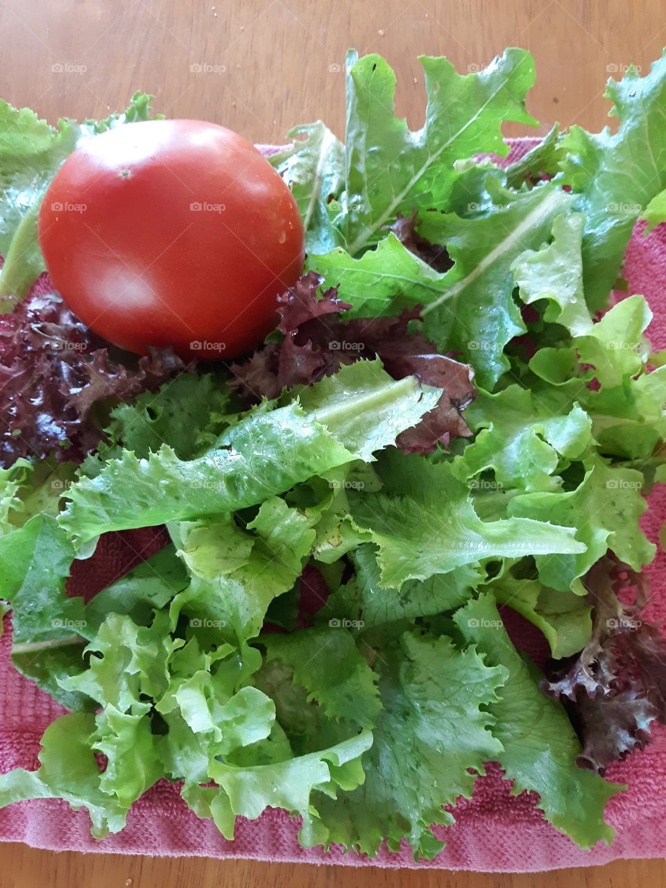 Fresh picked lettuce varities from my garden beds this morning