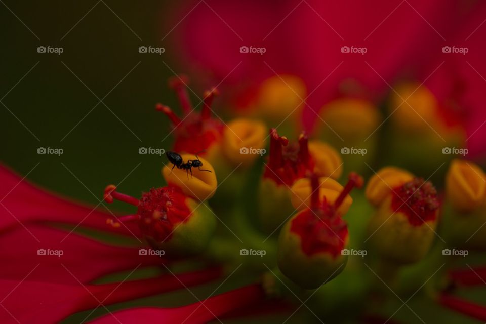 Macro ant in flower