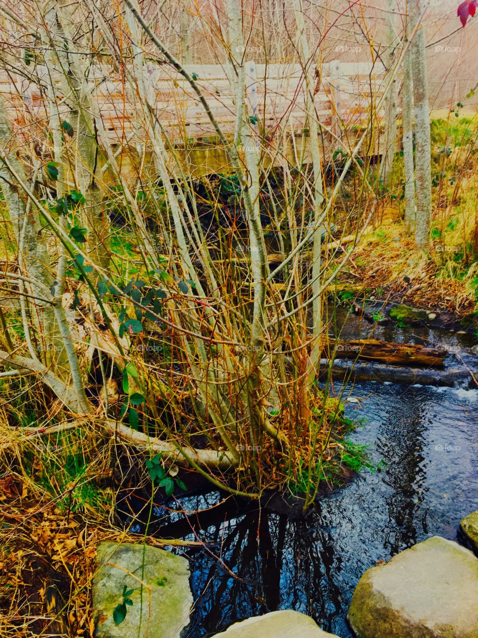 Landscape Pond, Fish Park