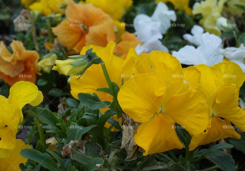 Yellow Pansies