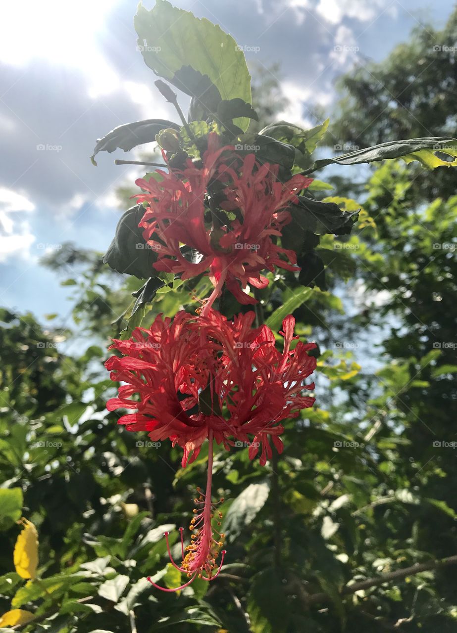 Hibiscus rosa-sinensis L