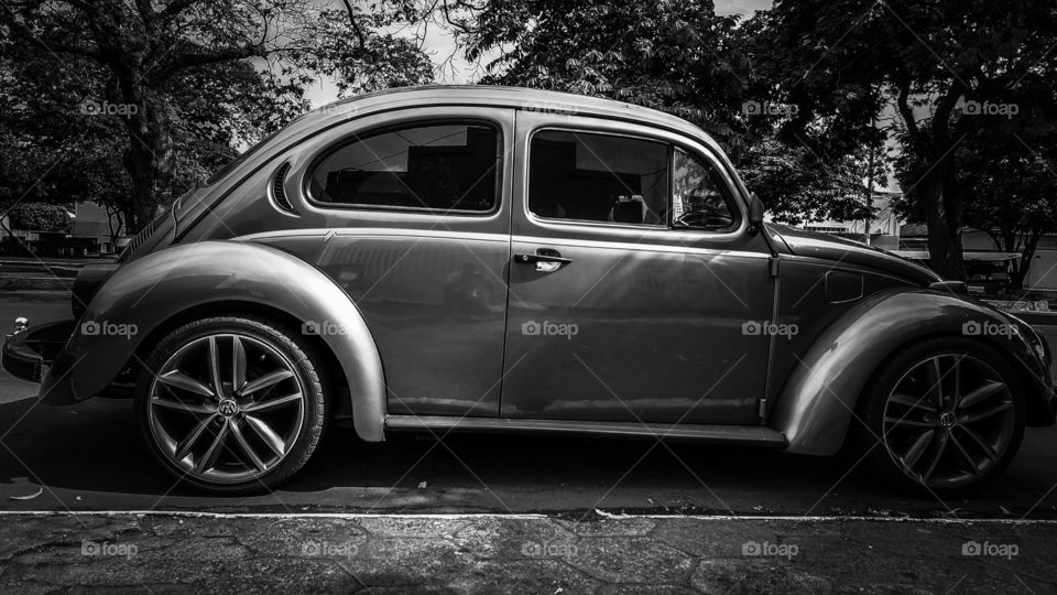 fusca