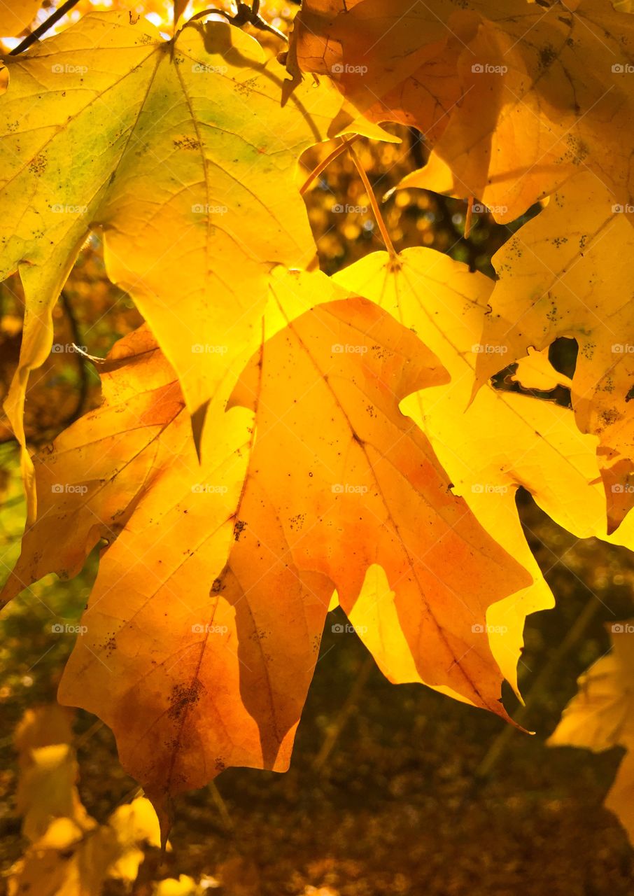 Yellow orange leaves