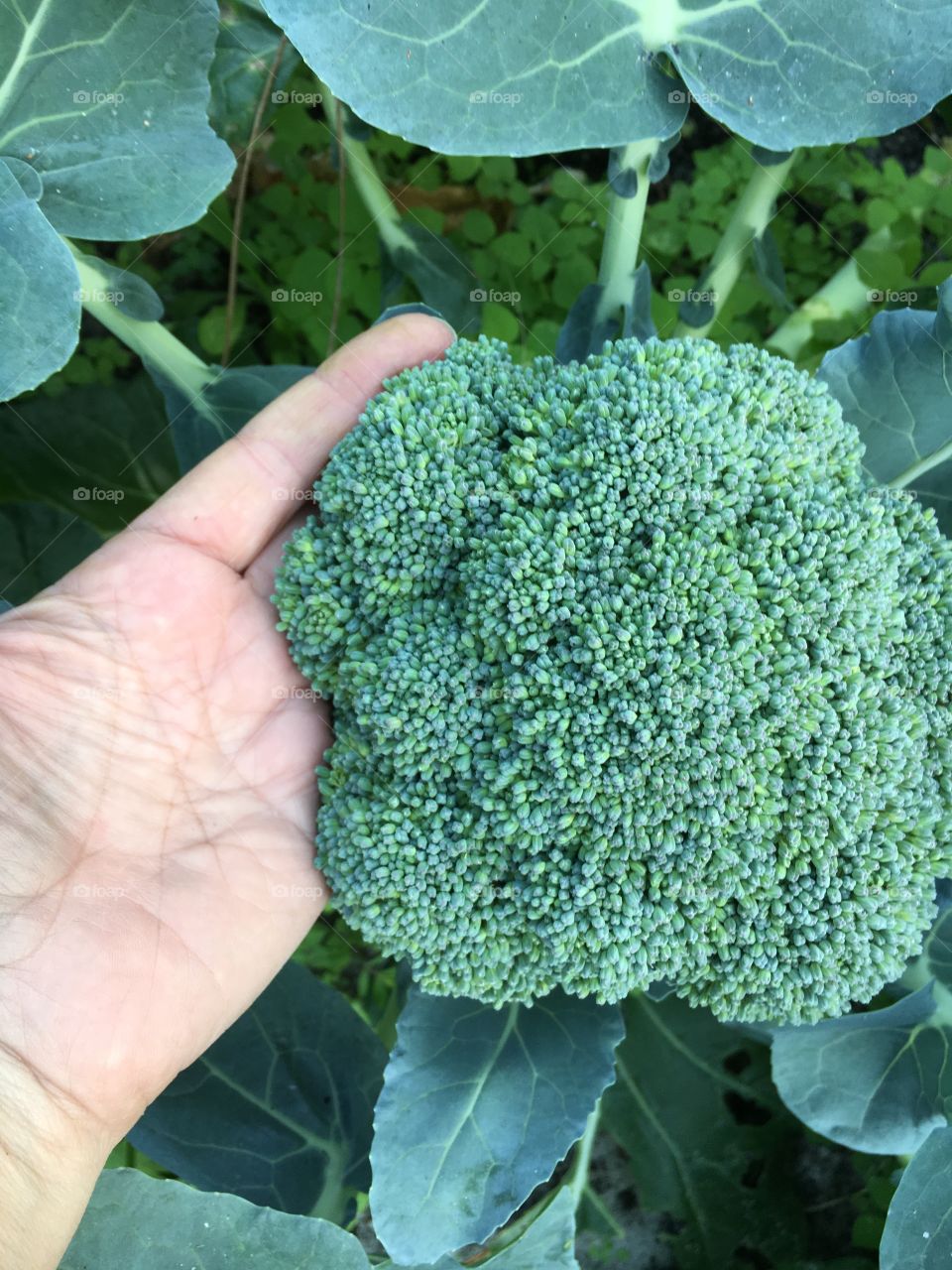 Broccoli in the garden