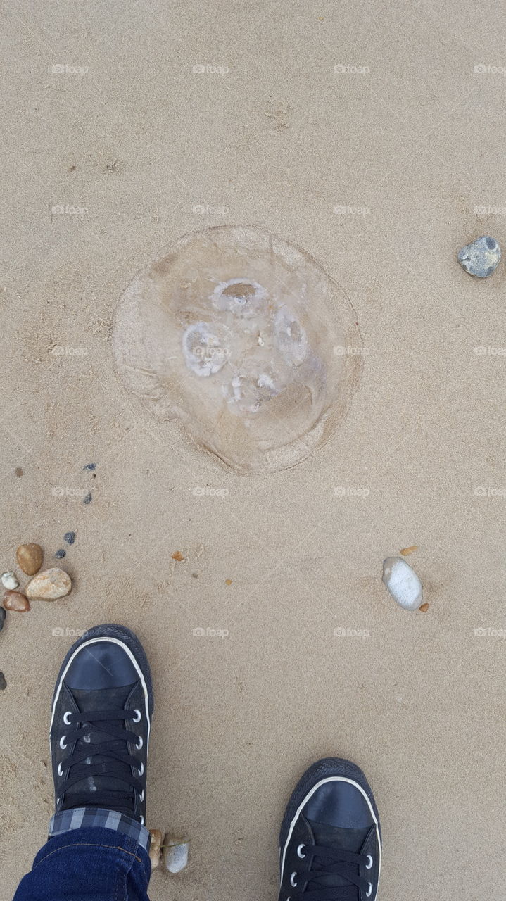 jellyfish on the beach in folkestone kent