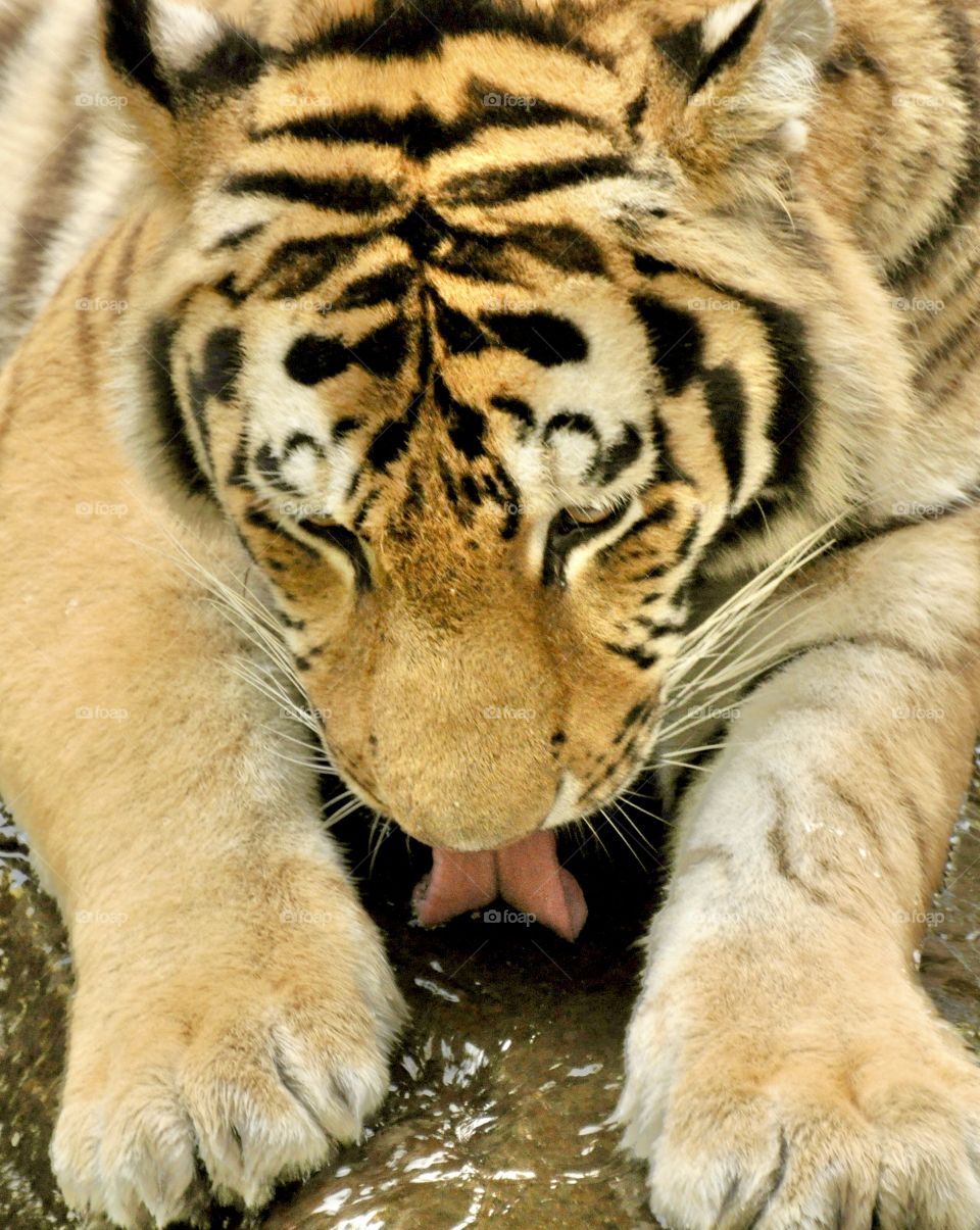 Bengal tiger licking water on a rock