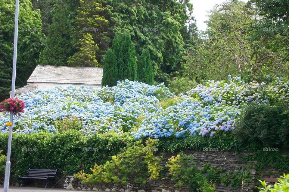 Blue flowers