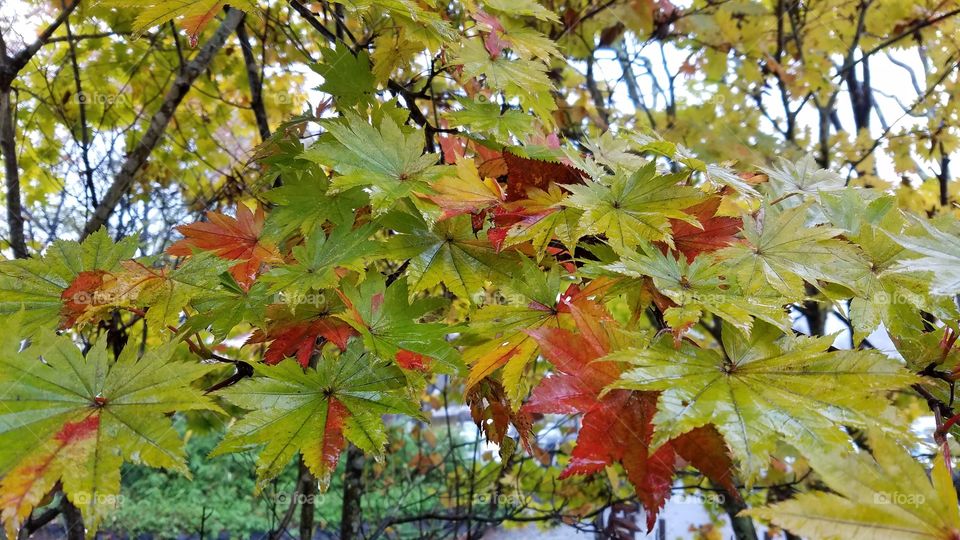 Fall foliage