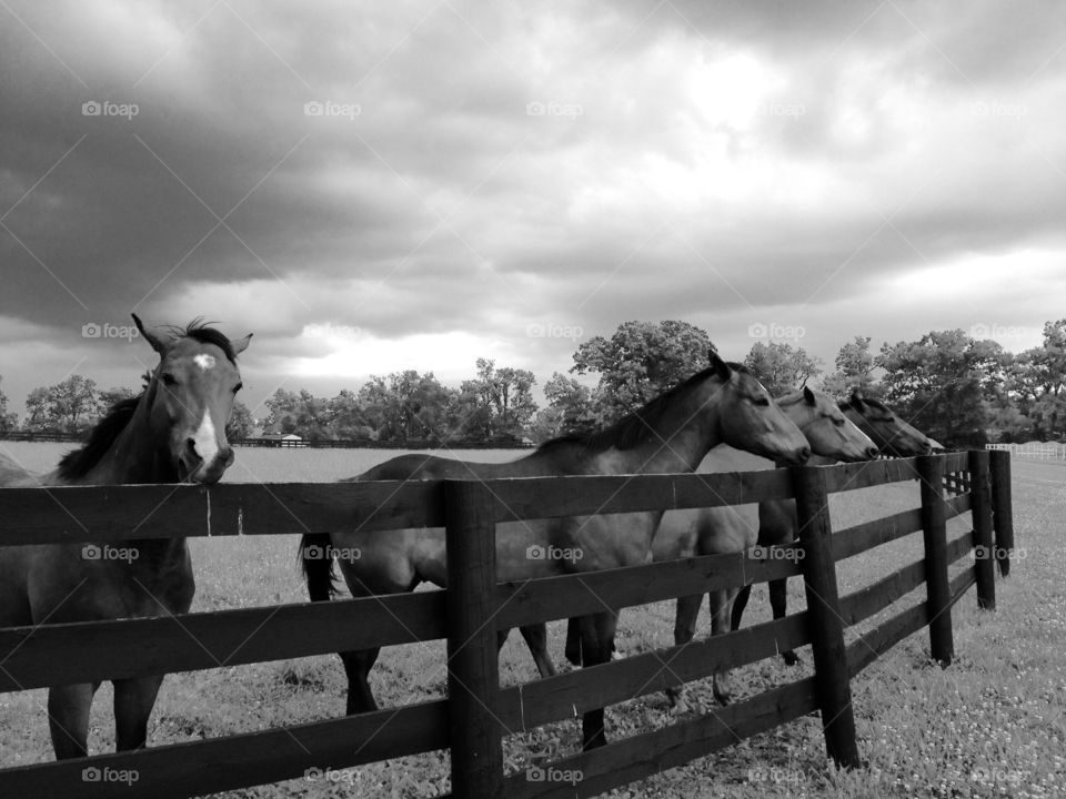 Horses waiting at fence