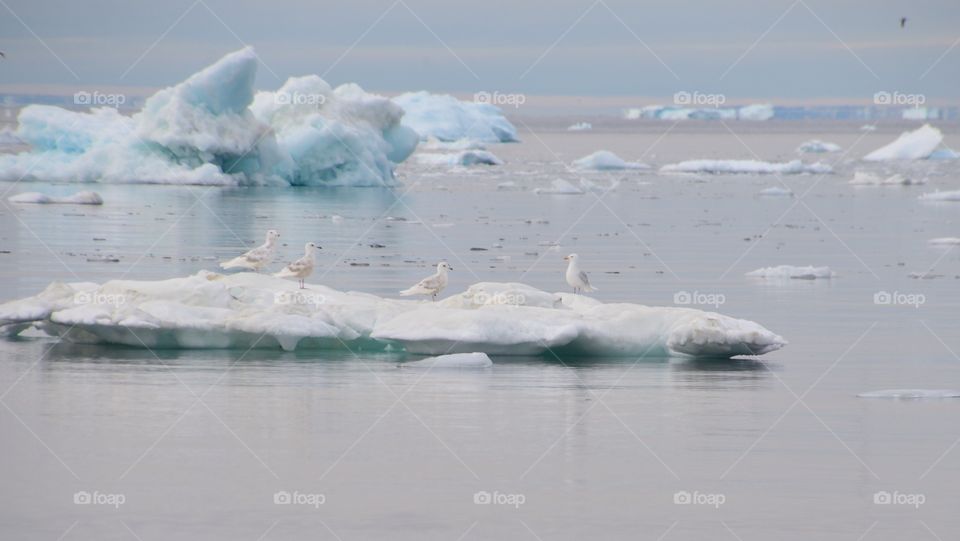 Greenland