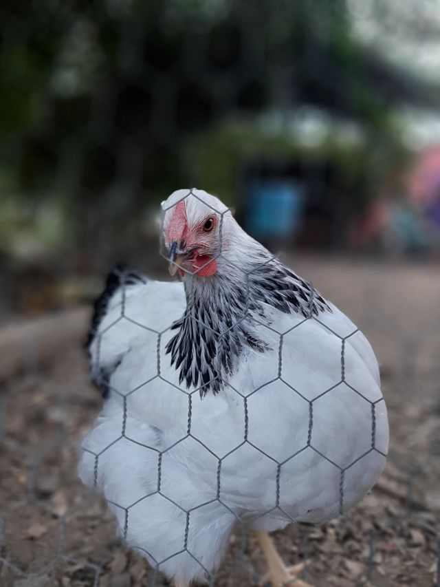 Chicken 🐔